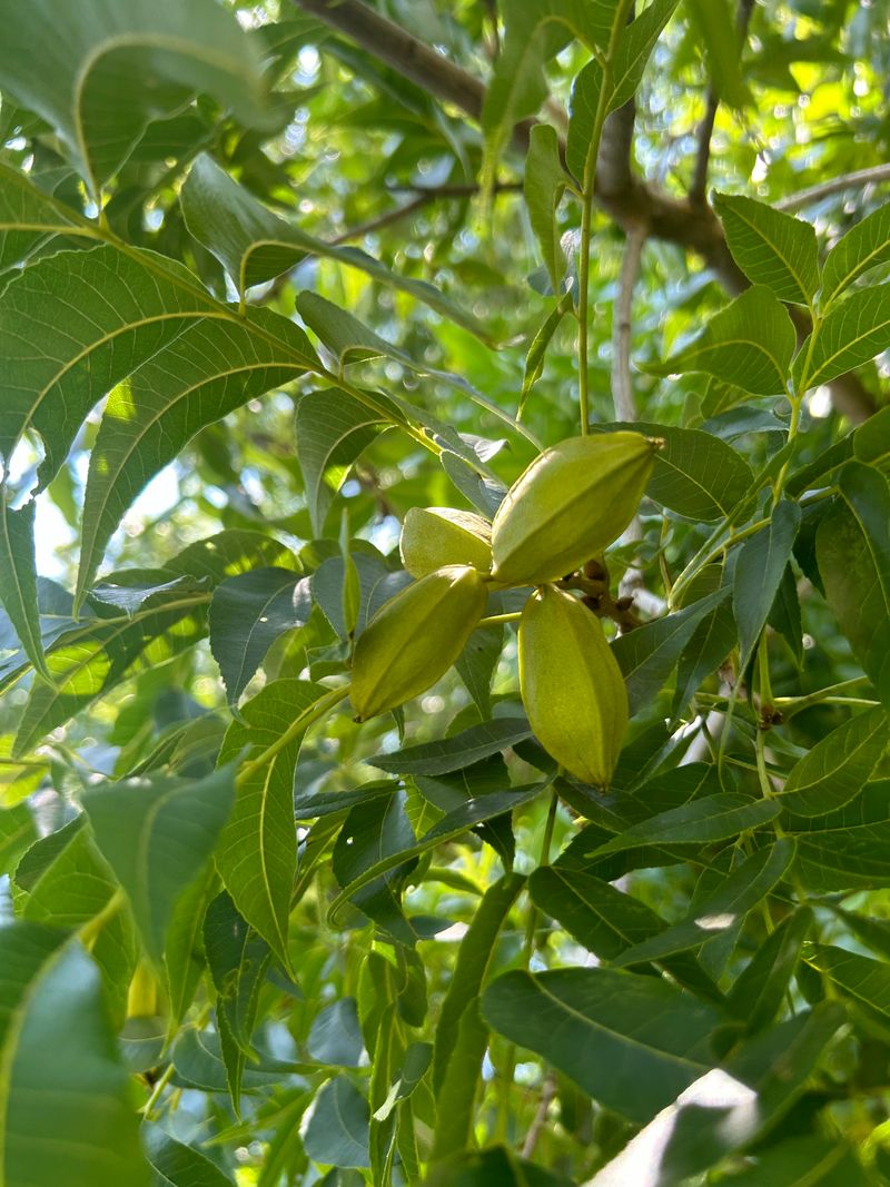 Pecans Suit Larger Sunny Yards Pecans Suit Larger Sunny Yards