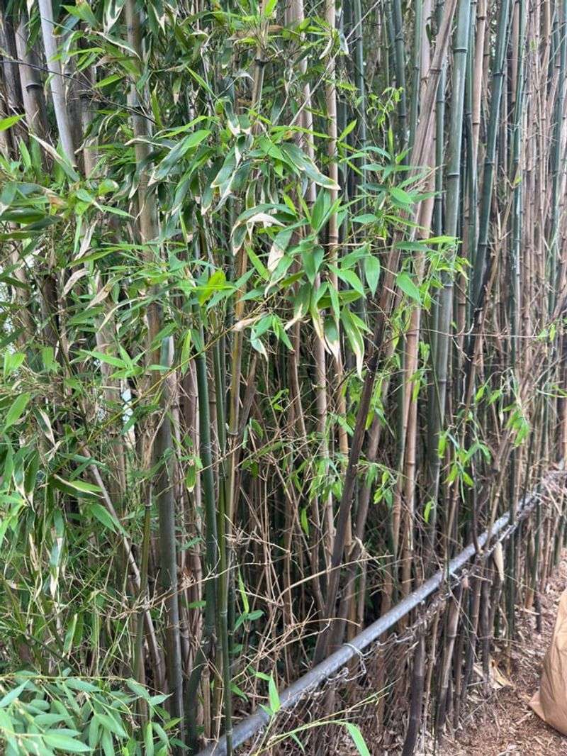 Penalties And Consequences For Uncontained Bamboo Penalties And Consequences For Uncontained Bamboo