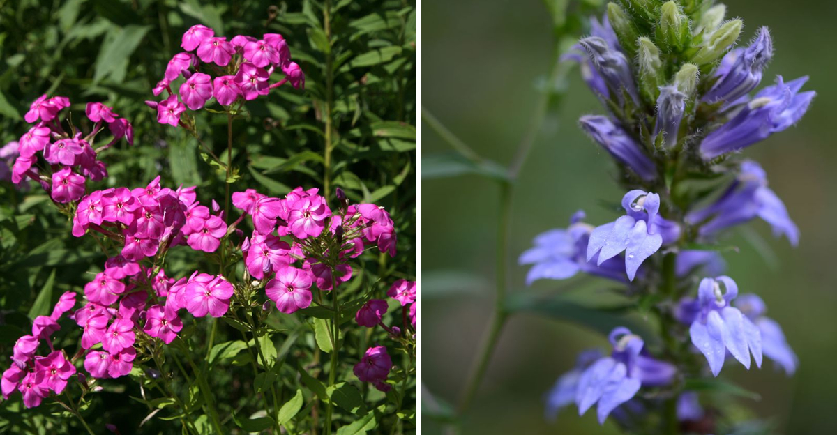 fall phlox and great blue lobelia