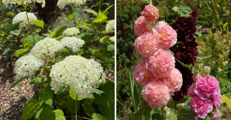 Pennsylvania Gardeners Are Quietly Securing These Heavy Plants Before Thunderstorms Hit