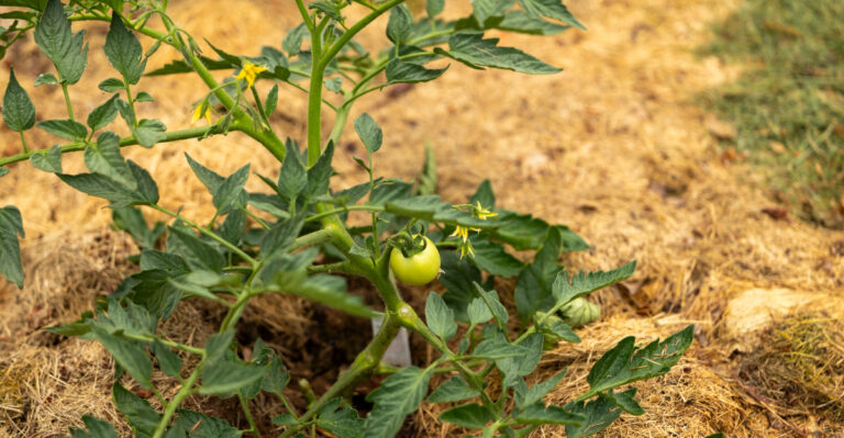 Pennsylvania Gardeners Are Quietly Using This Natural Mulch To Cool Baking Soil