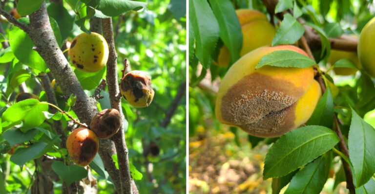 Pennsylvania Gardeners Should Watch For These Brown Rot Signs On Peach Trees