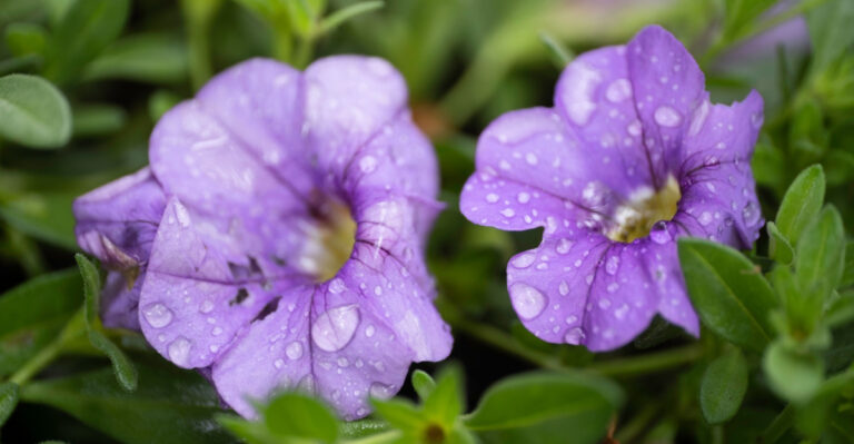 Pennsylvania Gardeners, This One Watering Habit Can Weaken Calibrachoa