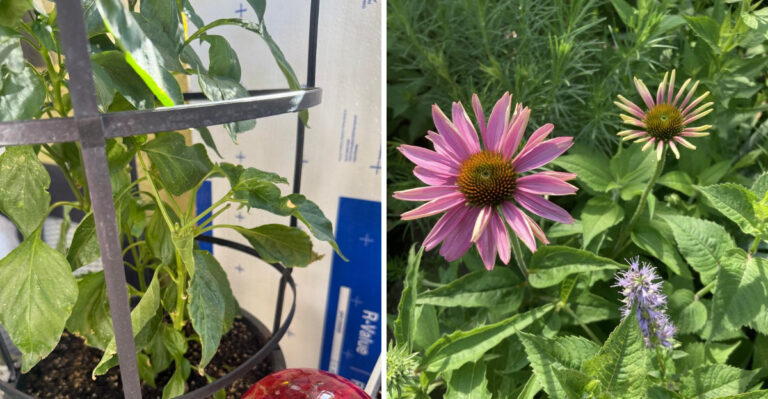 Pennsylvania Gardeners, Your Plant Is Not Gone Yet, And Here Is How To Tell The Difference