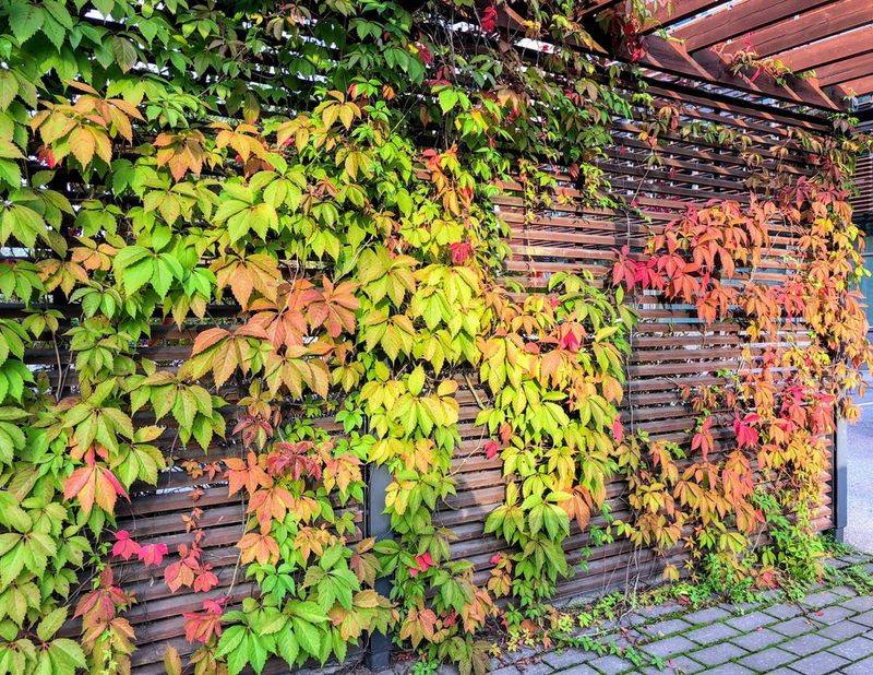 Pennsylvania Homeowners Are Growing This Native On South-Facing Walls For Natural Cooling Pennsylvania Homeowners Are Growing This Native On South-Facing Walls For Natural Cooling