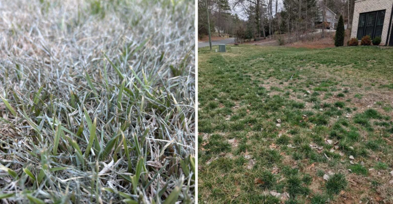 Pennsylvania Homeowners Should Watch For These Lawn Signs During A Dry Summer