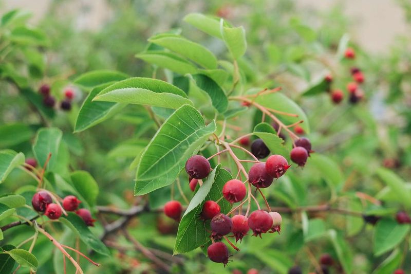 Pennsylvania Is Encouraging Native Replacements Pennsylvania Is Encouraging Native Replacements
