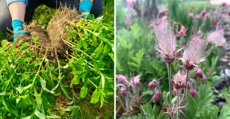 Pennsylvania Native Perennials To Divide Carefully In Late July Before Fall