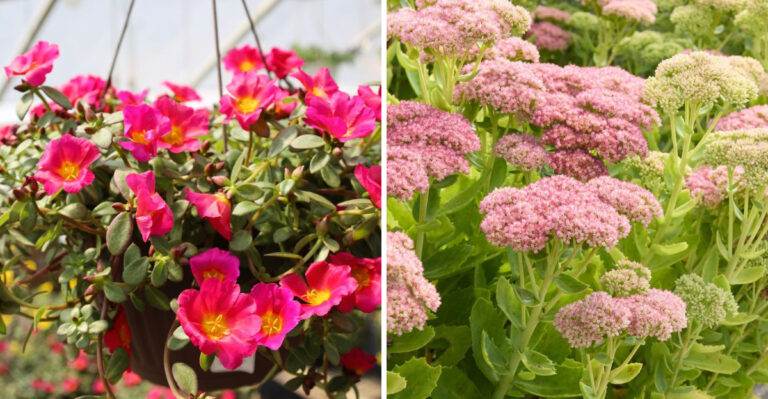 portulaca and sedum