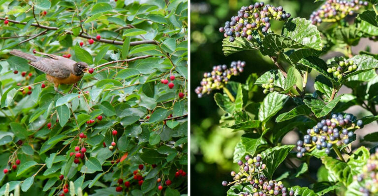 Pennsylvania Plants That Attract Robins And What That Really Means For Tick Habitat
