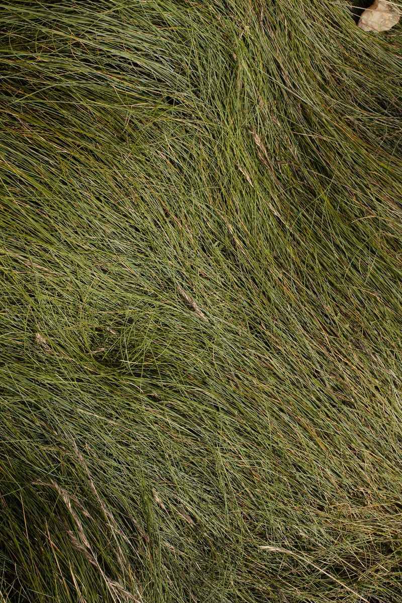 Pennsylvania Sedge Forms A Carpet That Rivals Mondo Grass