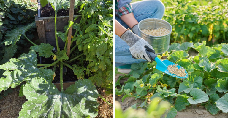 zucchini growing