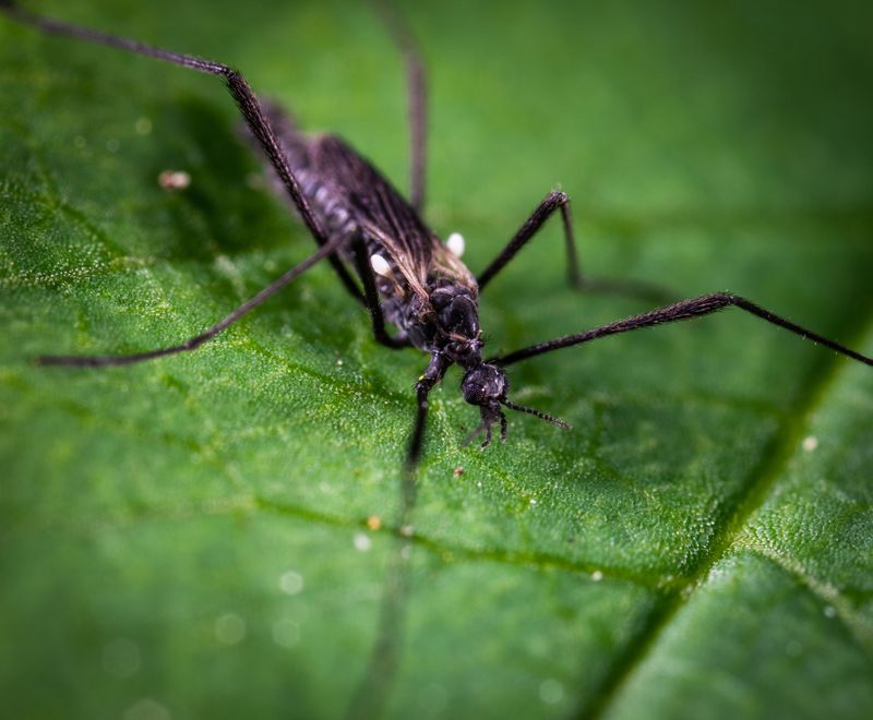 Pennsylvania's Peak Spray Season And What Triggers It Pennsylvania's Peak Spray Season And What Triggers It