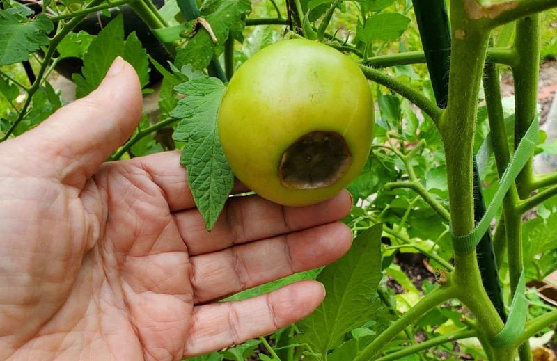 Pennsylvania's Wet-Dry Weather Swings Can Interrupt Calcium Delivery Pennsylvania's Wet-Dry Weather Swings Can Interrupt Calcium Delivery