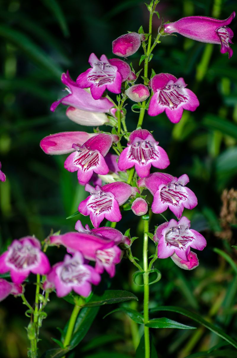 Penstemon Penstemon