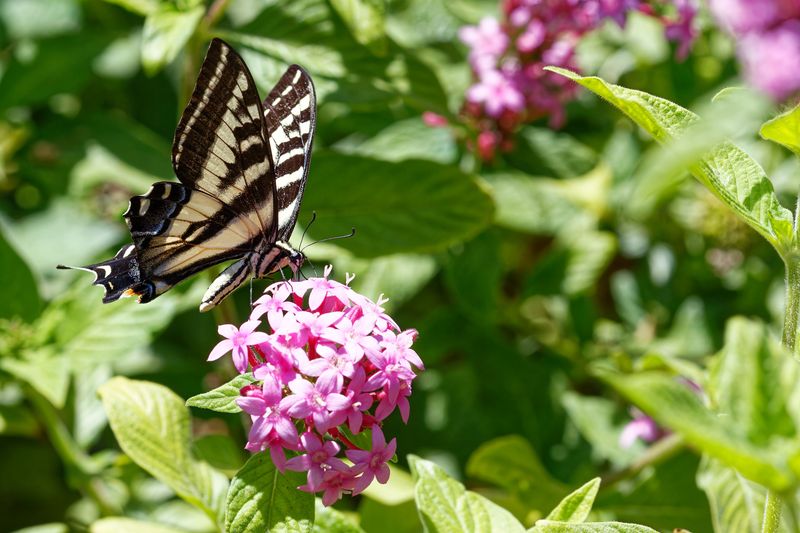 Pentas