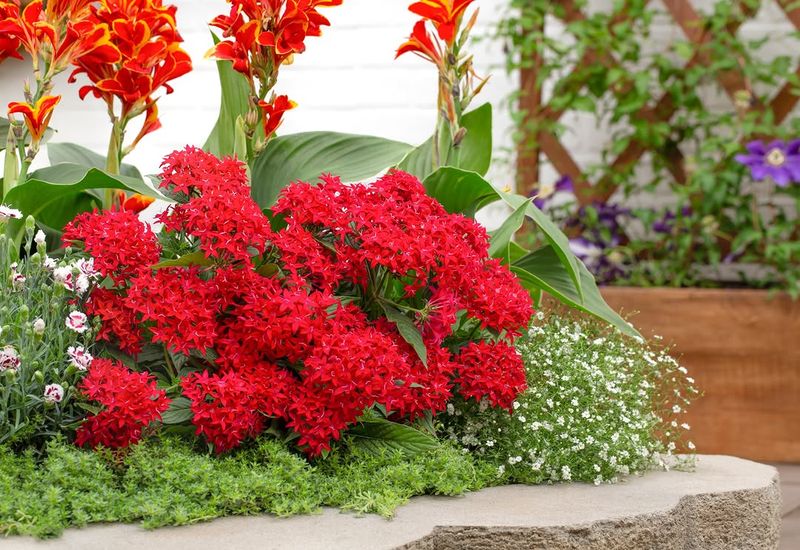 Pentas Brings Seasonal Color With Extra Care Pentas Brings Seasonal Color With Extra Care