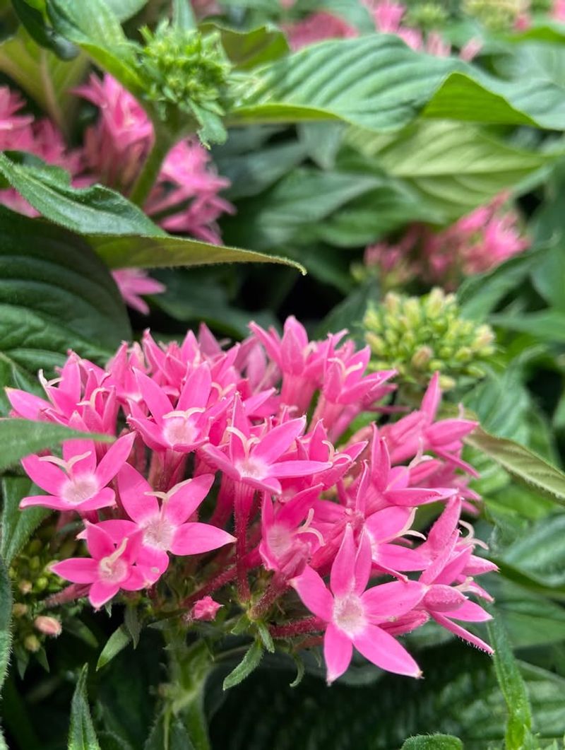Pentas Keep Butterflies Busy