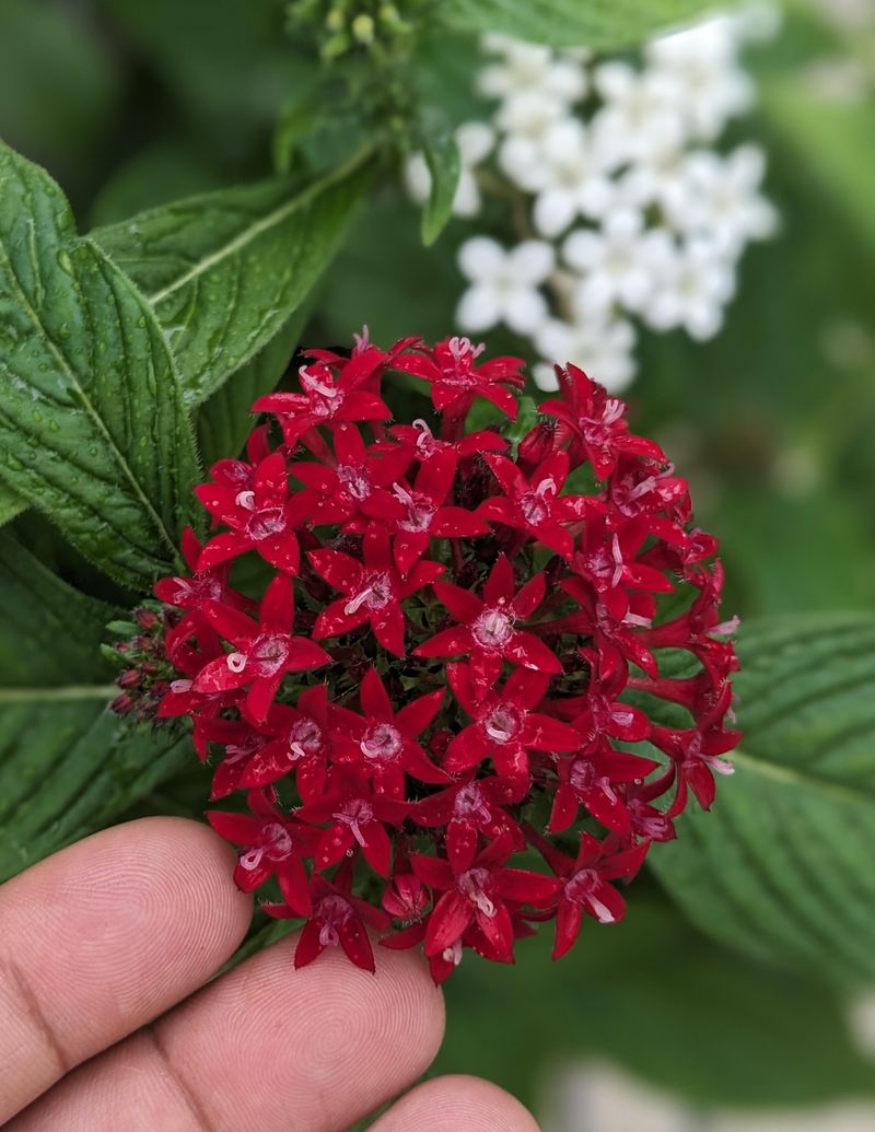 Pentas Need Only Light Cleanup Pentas Need Only Light Cleanup