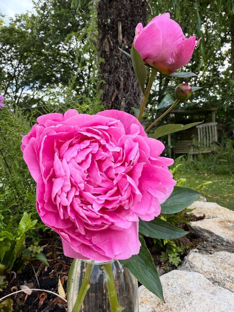 Peonies Rarely Need Division For Plant Health Peonies Rarely Need Division For Plant Health