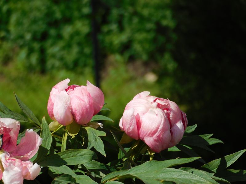 Peonies Show No Known Harm From Ant Activity Peonies Show No Known Harm From Ant Activity