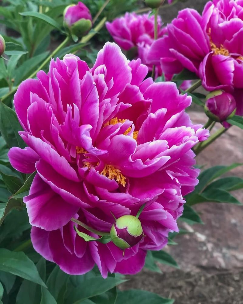 Peonies Peonies