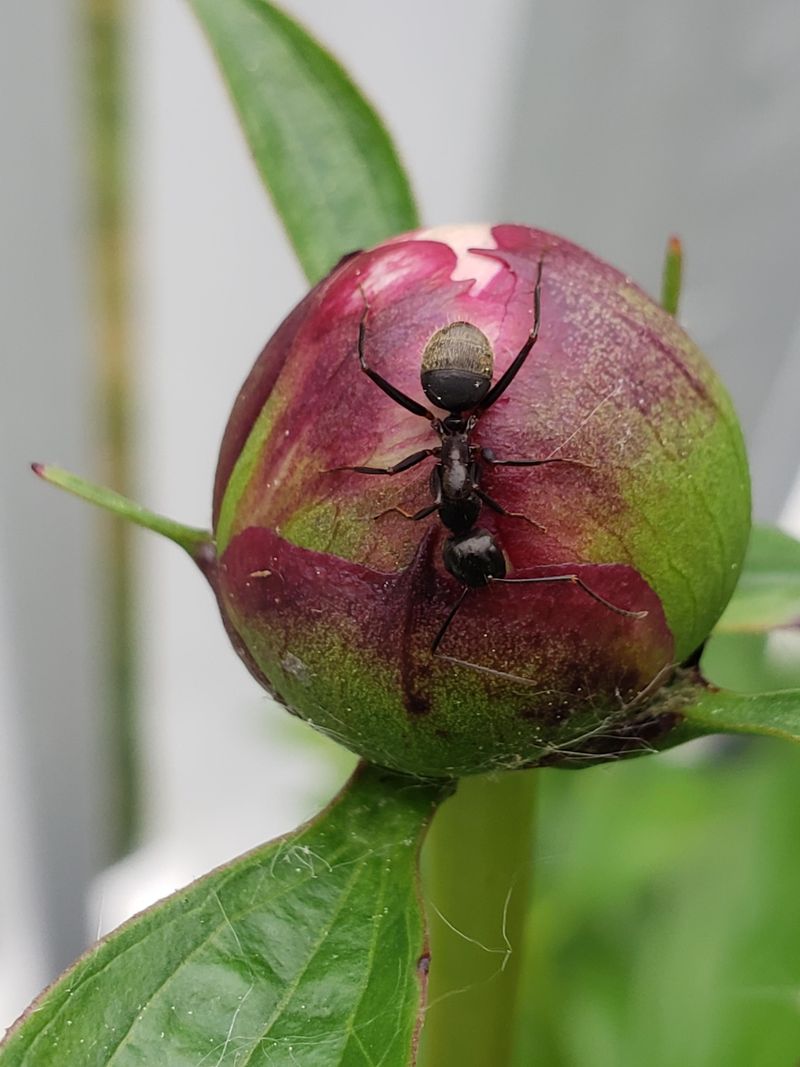 Peony Sepals Produce Nectar That Ants Simply Cannot Resist Peony Sepals Produce Nectar That Ants Simply Cannot Resist