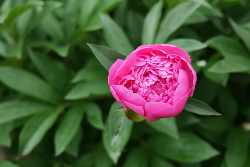 Peony Peony