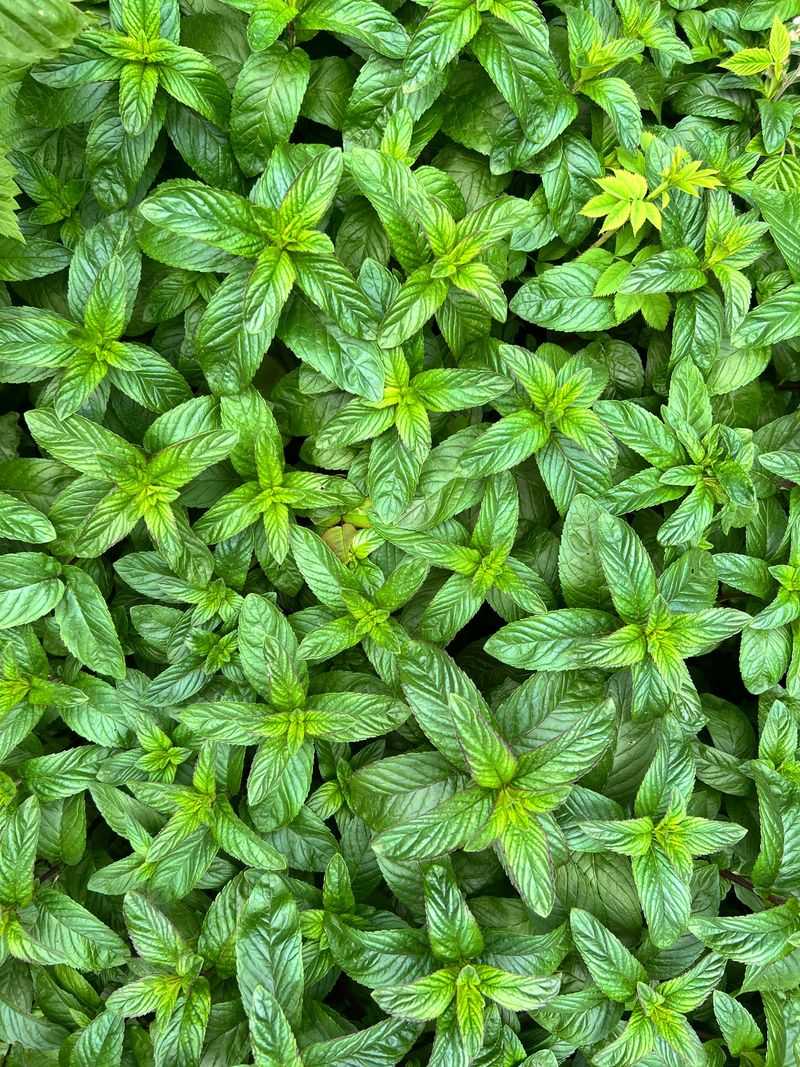 Peppermint Peppermint