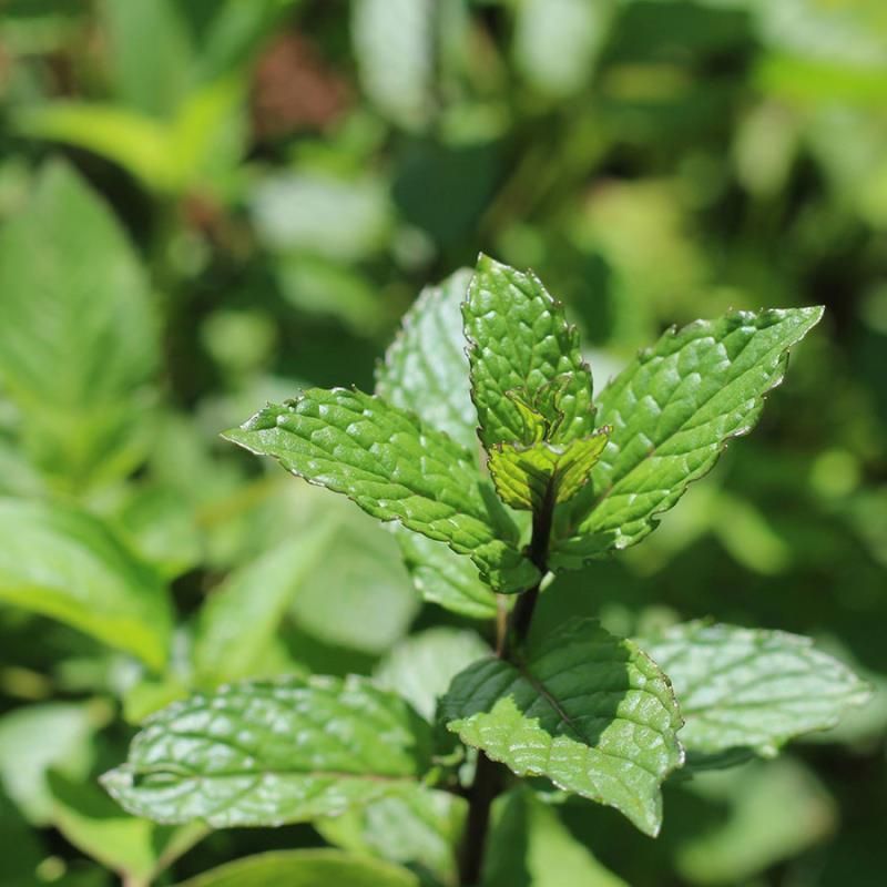 Peppermint Brings A Strong Porch Scent