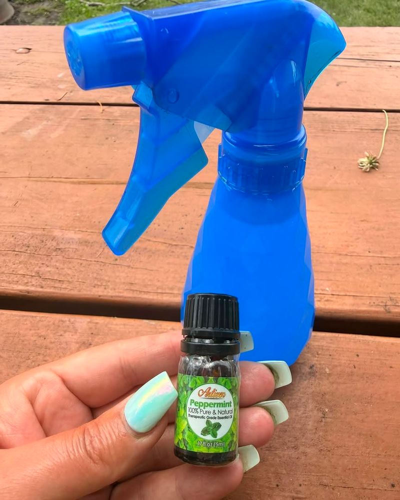 Peppermint Oil Makes Pots Less Inviting Peppermint Oil Makes Pots Less Inviting