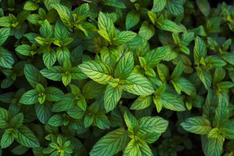 Peppermint Peppermint
