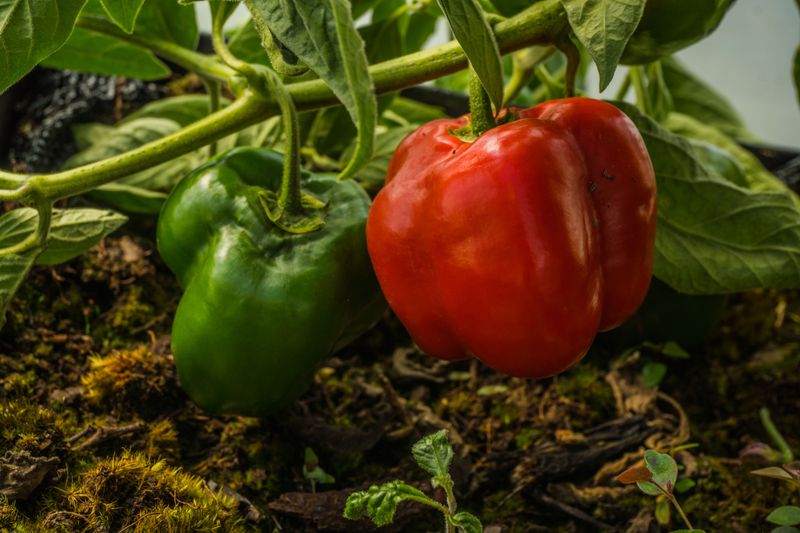 Peppers