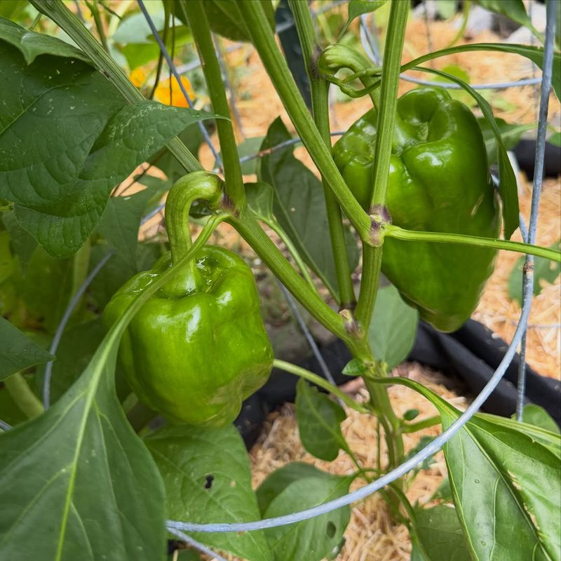 Peppers Peppers
