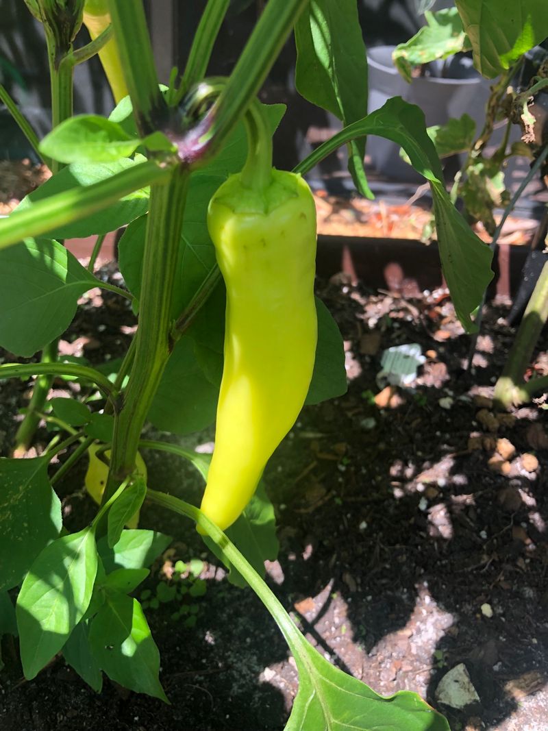 Peppers Keep Setting Fruit Even In New York's Hottest Stretches