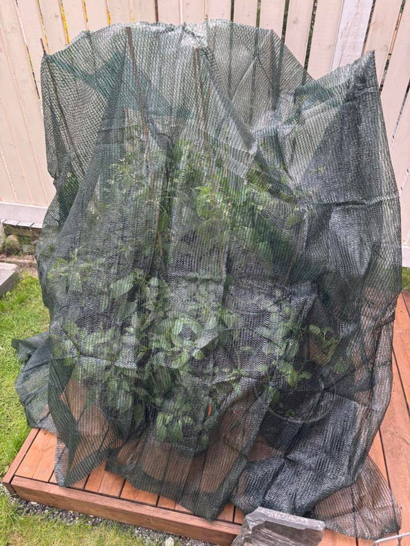 Peppers Need Bud Protection