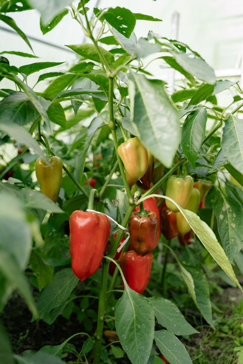 Peppers Produce More Fruit The More You Pick