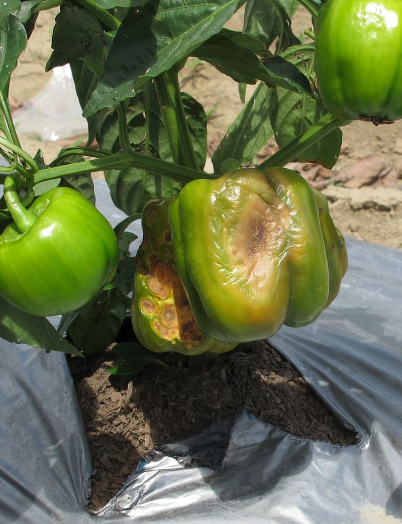 Peppers Show Pale Sunken Sunscald Patches