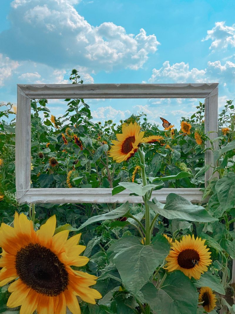 Perfect Photo Spots For Capturing Vibrant Summer Colors