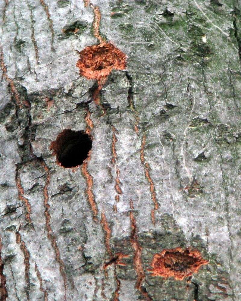 Perfectly Round Holes May Be Beetle Exit Holes