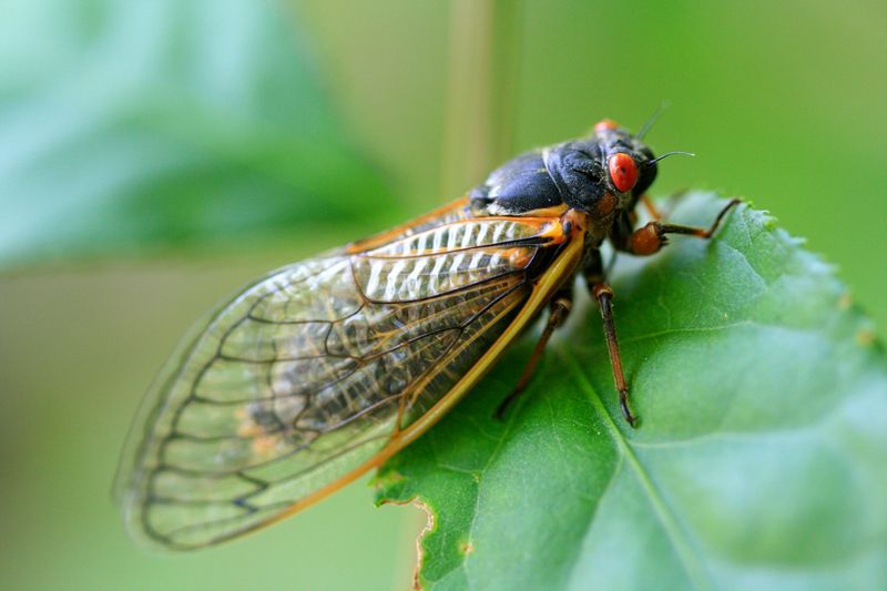 Periodical And Annual Cicadas Sound Different For A Reason