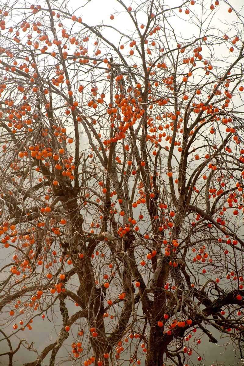 Persimmon
