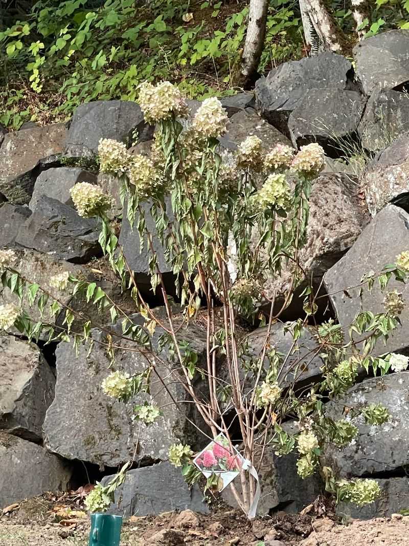 Persistent Wilt Needs Diagnosis Persistent Wilt Needs Diagnosis