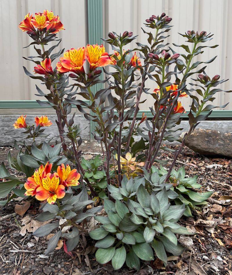 Peruvian Lily Can Spread Beyond The Bed