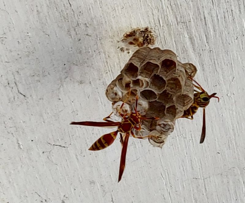 Pest Balance Is Shifting