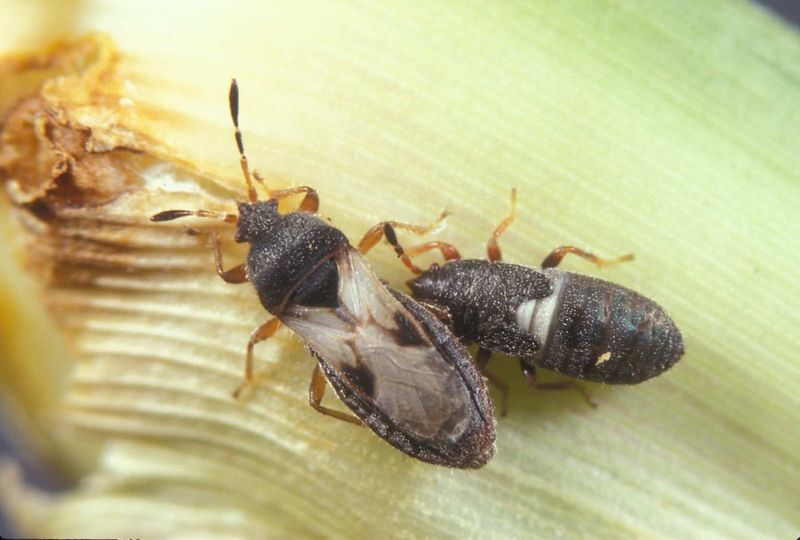 Pest Checks In Patchy Areas Pest Checks In Patchy Areas