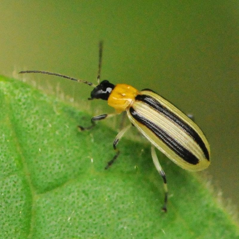 Pest Checks Start Before Sprouts Look Strong