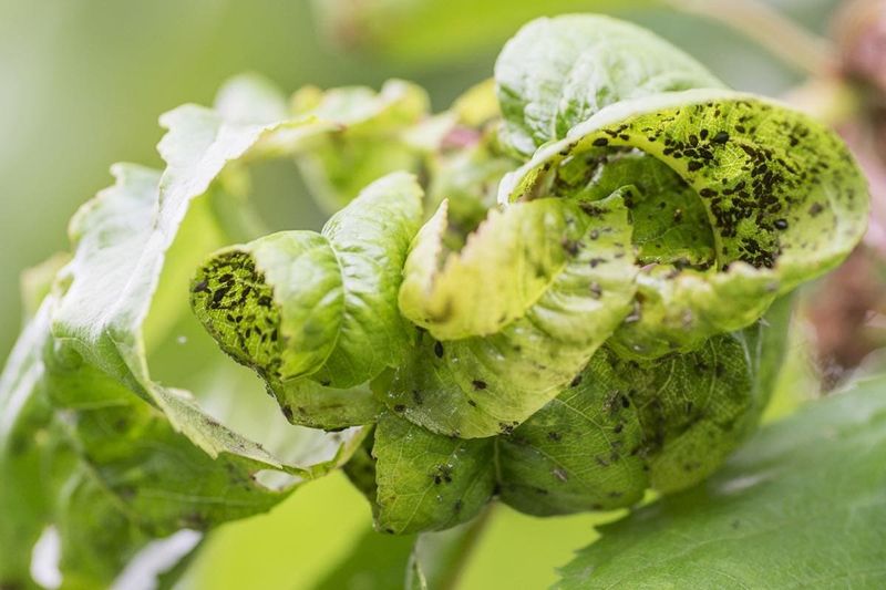 Pest Damage