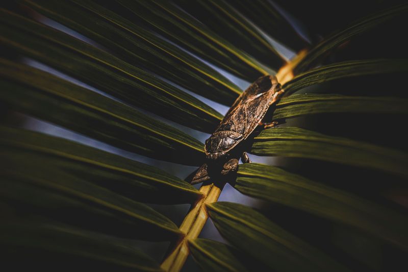 Pest Infestations And Fungal Diseases Pest Infestations And Fungal Diseases