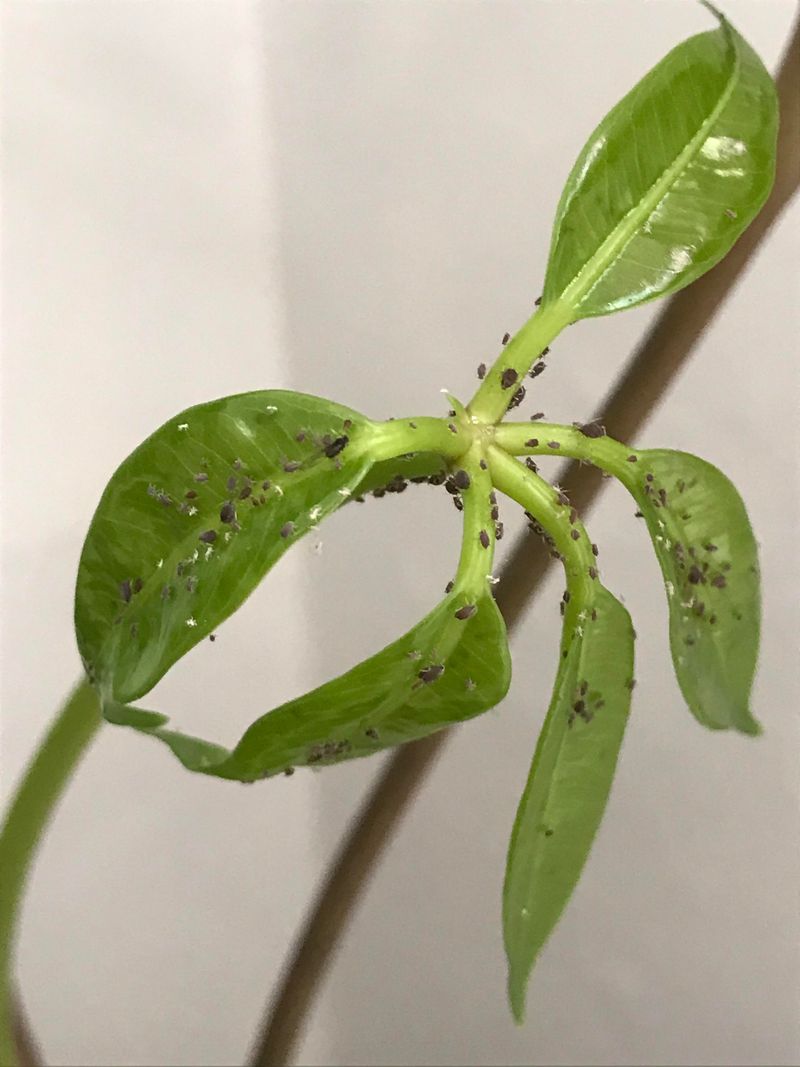 Pest Infestations Weaken Leaf Health